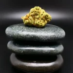 Nahaufnahme einer hellgrünen, harzüberzogenen Cannabisblüte – Amici 27/1 AS „Atomic Sour“.