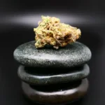 420 Evolution 20/1 CA MAC Cannabisblüte – MAC1+ Kultivar mit 20 % THC für medizinische Anwendung