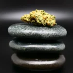 Amici 30/1 TR Tropical Reign Cannabisblüte – kompakte, grün-orangene Hybridknospe mit sichtbaren Pistillen und dichten Trichomen