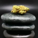 Huala 25/1 CA ALM Alien Mints Cannabisblüte – kompakte, grün-orangene Knospe mit leuchtenden Pistillen und dichter Trichomschicht