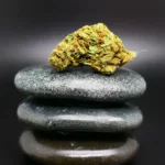 Medizinische Cannabisblüte THC 28 Outdoor in hochwertiger Qualität aus der Cannabis Apotheke Wesel
