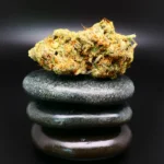 Cannabisblüte Ice Cream Cake x Kush Mints (420 Evolution 30/1 CA ICC) – kompakt, trichomreich, 30 % THC, medizinische Qualität
