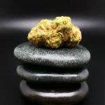 Medizinische Cannabisblüte Mimosa (Remexian 27/1 CIV MIM) mit 27 % THC – kompakt, harzreich, pharmazeutische Qualität