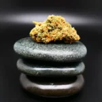 Cannabisblüte Liberty Haze (Remexian 33/1 GJY LIB) – kompakt, stark harzbildend, 33 % THC, pharmazeutische Qualität