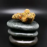 Cannabisblüte 420 COMPOUND 30/1 CA GAP – Sorte Gastro Pop für medizinische Anwendung