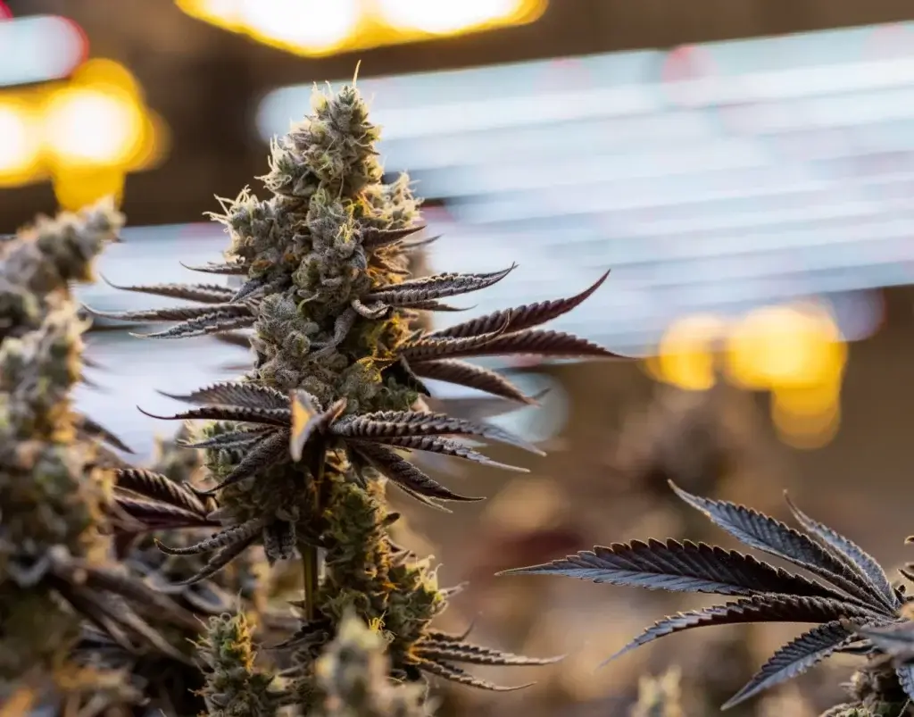 Cannabis Apotheke in Wesel