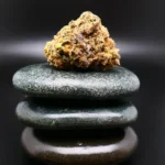 Medizinische Cannabisblüte Remexian 24/1 GCC BCJ in Nahaufnahme