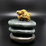 Remexian  24/1 Mokum’s Tulip Cannabisblüte – dichte grün-orange Knospe mit leuchtenden Pistillen und glitzernder Trichomschicht