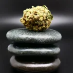 Remexian 30/1 JUC Cannabisblüte medizinische Cannabisblüte mit 30 Prozent THC
