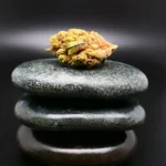 Medizinische Cannabisblüte Social Choice 15/1 AUR LDO in Nahaufnahme